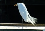 Birds of Galveston - Plus (01-10&11-04)