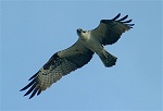 Birds of the Coastal Bend (Osprey, Crow, Pelican) 01-04-04