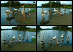 (33) duck montage.jpg    (1000x720)    408 KB                              click to see enlarged picture