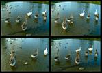 (34) duck montage.jpg    (1000x720)    396 KB                              click to see enlarged picture