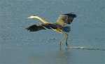 Island Birds (July 13, 2003)