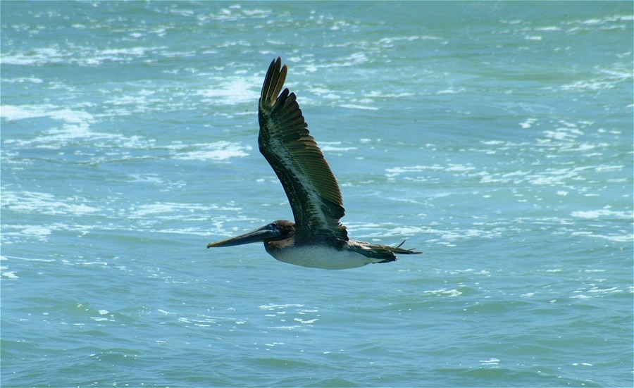 (17) Dscf1634 (brown pelican).jpg   (900x551)   186 Kb                                    Click to display next picture