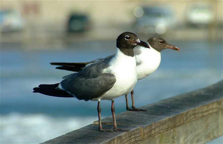(18) Dscf0596 (laughing gulls).jpg   (900x584)   145 Kb                                    Click to display next picture