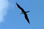 (44) Dscf1025 (magnificent frigatebird).jpg    (962x636)    163 KB                              click to see enlarged picture