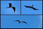 (45) montage (magnificent frigatebird).jpg    (998x698)    172 KB                              click to see enlarged picture