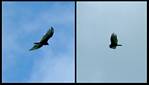 (46) montage (turkey vulture).jpg    (946x540)    134 KB                              click to see enlarged picture