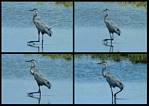 (17) montage (great blue heron).jpg    (1000x712)    279 KB                              click to see enlarged picture