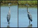 (18) montage (great blue heron).jpg    (1000x740)    292 KB                              click to see enlarged picture