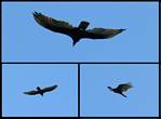 (27) montage (turkey vulture).jpg    (1000x740)    199 KB                              click to see enlarged picture