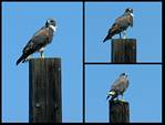 (30) montage (osprey).jpg    (950x720)    209 KB                              click to see enlarged picture